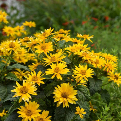 Tuscan Gold Tuscan Gold False Sunflower in focus.