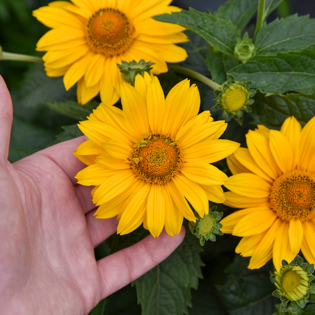 False Sunflower | Tuscan Gold™ | Proven Winners® Perennials