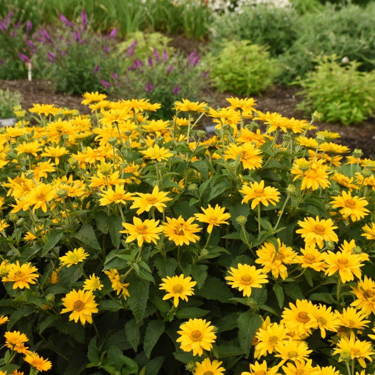 Tuscan Gold Tuscan Gold False Sunflower in focus.