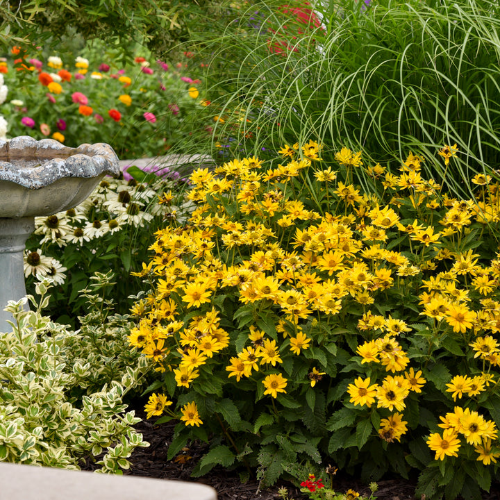 False Sunflower | Tuscan Gold™