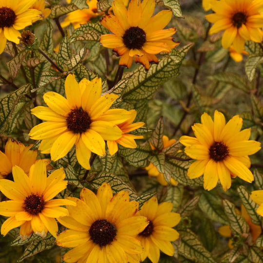 'Touch of Blush' False Sunflower (Heliopsis helianthoides)