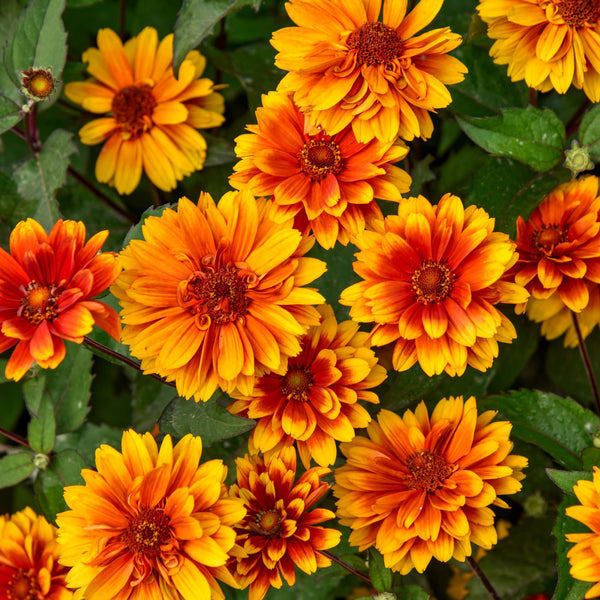 False Sunflower | 'Forged in Fire' | Proven Winners® Perennials