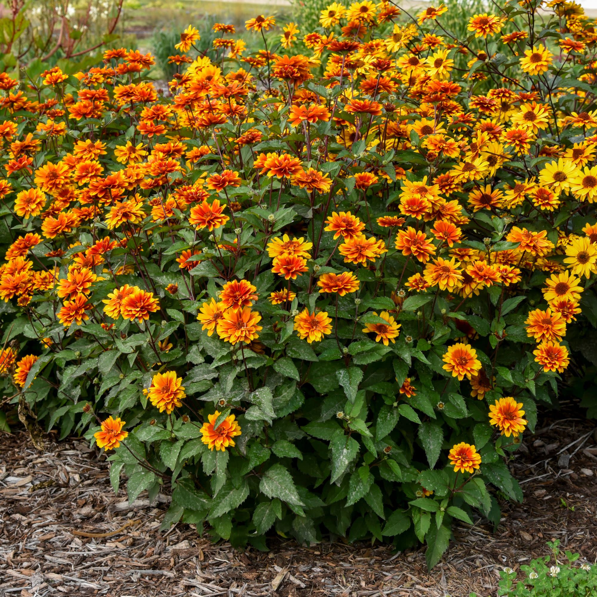 False Sunflower | 'Forged in Fire' | Proven Winners® Perennials