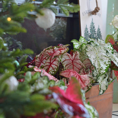 Limited Edition Royale | Heart to Heart® 'Bold 'N Beautiful' Christmas Caladium