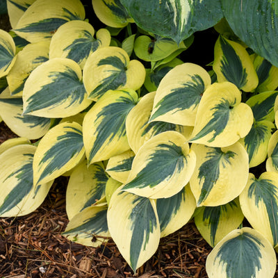 Shadowland 'Autumn Frost' Hosta up close.