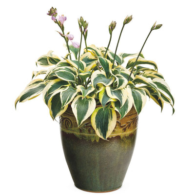 Shadowland® 'Autumn Frost' Hosta (Hosta hybrid)