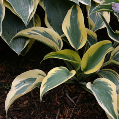 Shadowland® 'Autumn Frost' Hosta (Hosta hybrid)