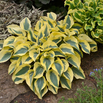 Shadowland® 'Autumn Frost' Hosta (Hosta hybrid)