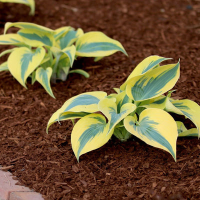 Shadowland® 'Autumn Frost' Hosta (Hosta hybrid)