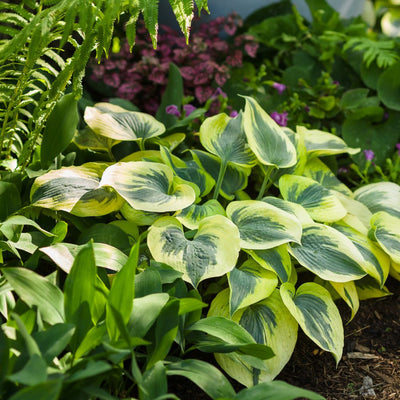 Shadowland® 'Autumn Frost' Hosta (Hosta hybrid)