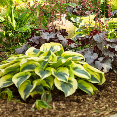 Shadowland® 'Autumn Frost' Hosta (Hosta hybrid)