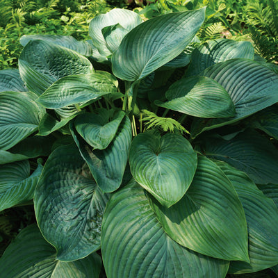 Shadowland® 'Empress Wu' Hosta (Hosta hybrid)