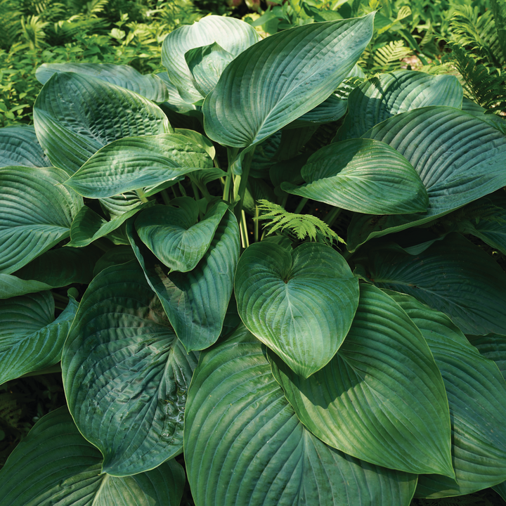 Hosta | Shadowland® 'Empress Wu' | Proven Winners® Perennials