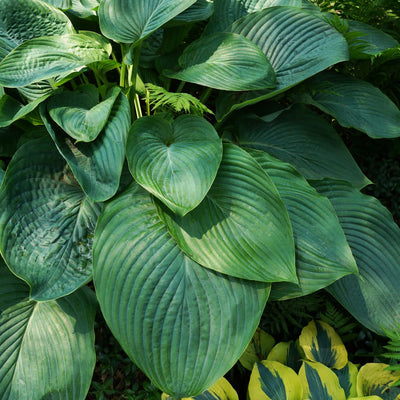 Shadowland® 'Empress Wu' Hosta (Hosta hybrid)