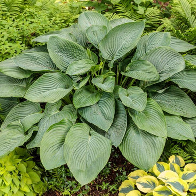 Shadowland 'Empress Wu' Shadowland 'Empress Wu' Hosta in focus.