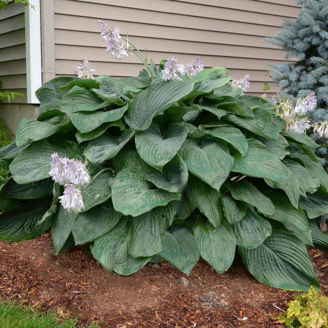 Hosta | Shadowland® 'Empress Wu'