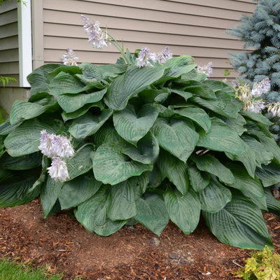 Shadowland 'Empress Wu' Hosta in use.