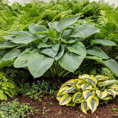 Shadowland 'Empress Wu' Hosta in use.