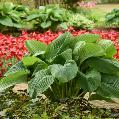 Shadowland 'Empress Wu' Hosta in use.