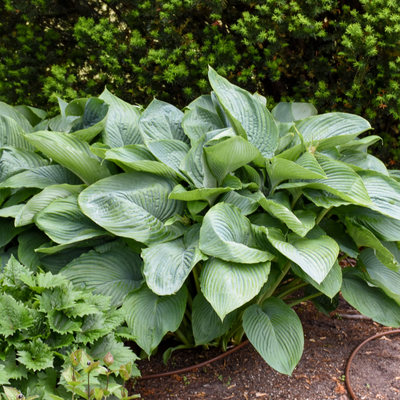 Shadowland® 'Empress Wu' Hosta (Hosta hybrid)