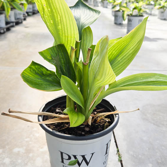 Shadowland® Empress Wu (Hosta hybrid)