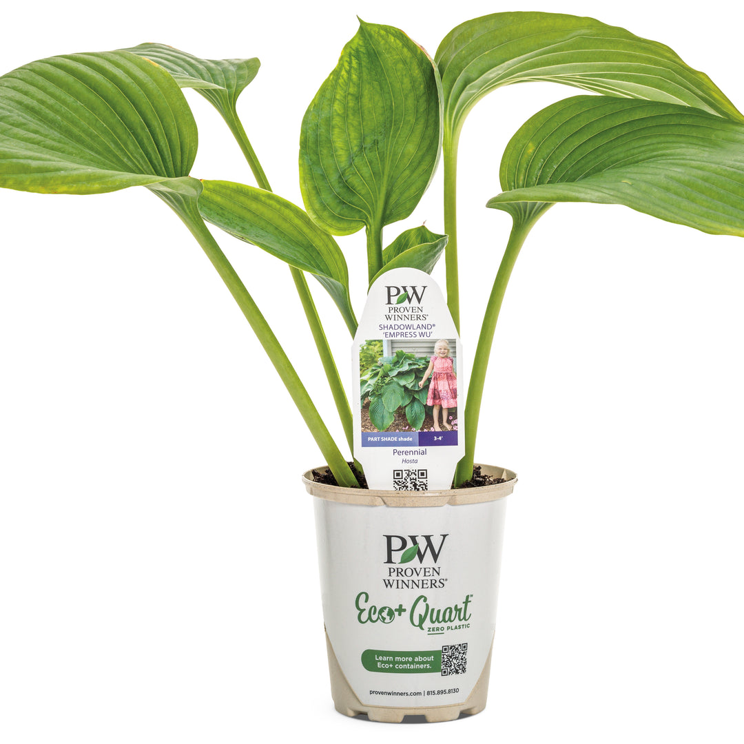 Hosta | Shadowland® 'Empress Wu' | Proven Winners® Perennials
