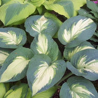 Shadowland 'Hudson Bay' Hosta up close.