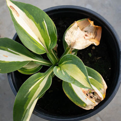 Shadowland 'Hudson Bay' Shadowland 'Hudson Bay' Hosta in dormancy.