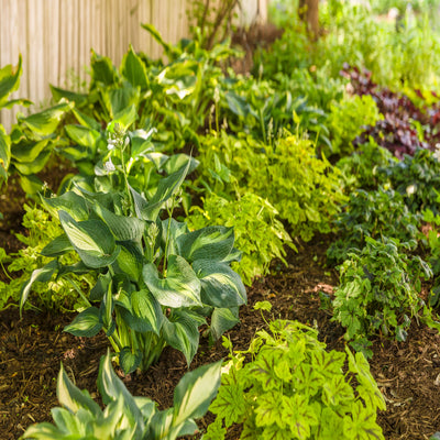 Shadowland 'Hudson Bay' Hosta in use.