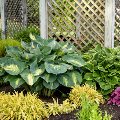 Shadowland® 'Hudson Bay' Hosta in use.