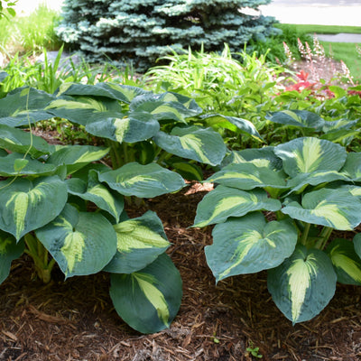 Shadowland 'Hudson Bay' Hosta in use.