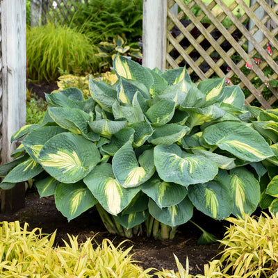 Shadowland® 'Hudson Bay' Hosta in use.