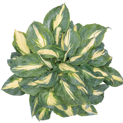 Shadowland® 'Hudson Bay' Hosta (Hosta hybrid)