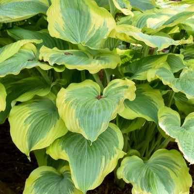 Shadowland® 'Seducer' Hosta