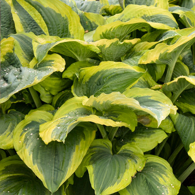 Shadowland® 'Seducer' Hosta
