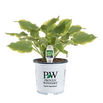 Shadowland® 'Seducer' Hosta