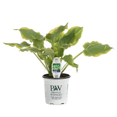 Shadowland® 'Seducer' Hosta
