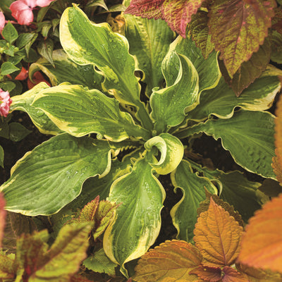 Shadowland® 'Seducer' Hosta