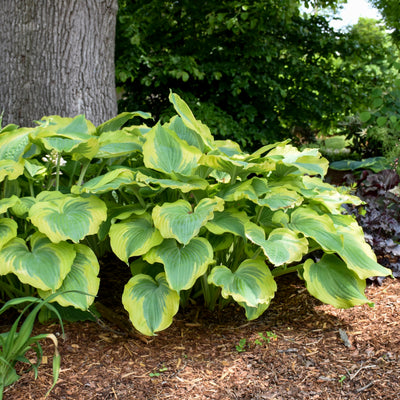 Shadowland® 'Seducer' Hosta