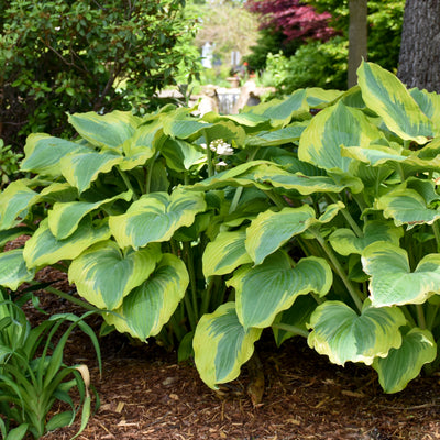 Shadowland® 'Seducer' Hosta