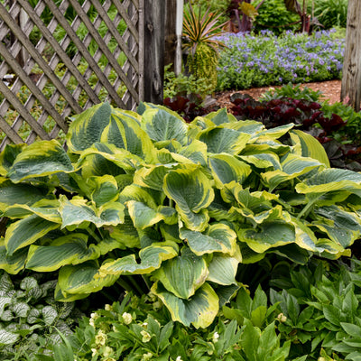 Shadowland® 'Seducer' Hosta