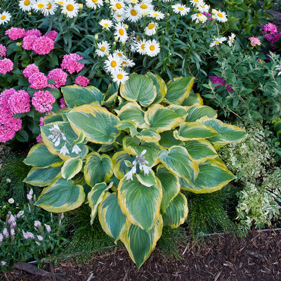 Shadowland® 'Seducer' Hosta
