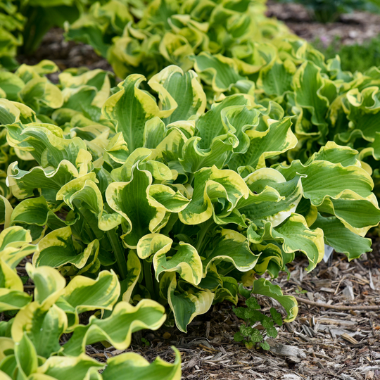 Shadowland® 'Wheee!' Hosta