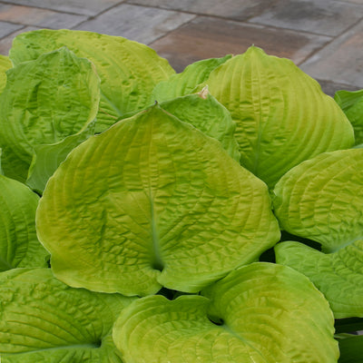 Shadowland 'Coast to Coast' Hosta up close.