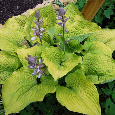 Shadowland 'Coast to Coast' Hosta up close.