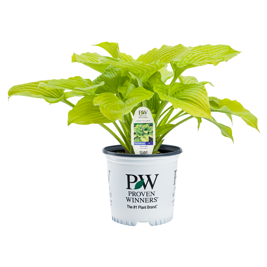 Hosta | Shadowland® 'Coast to Coast' | Proven Winners® Perennials