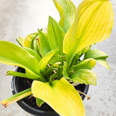 Shadowland 'Coast to Coast' Shadowland 'Coast to Coast' Hosta in focus.