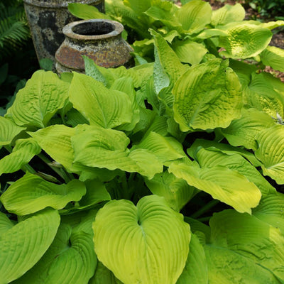 Shadowland® 'Coast to Coast' Hosta (Hosta hybrid)