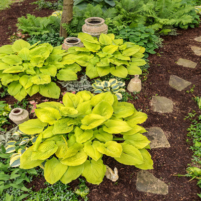 Shadowland 'Coast to Coast' Hosta in use.