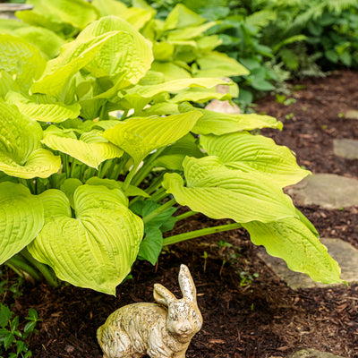 Shadowland® 'Coast to Coast' Hosta (Hosta hybrid)